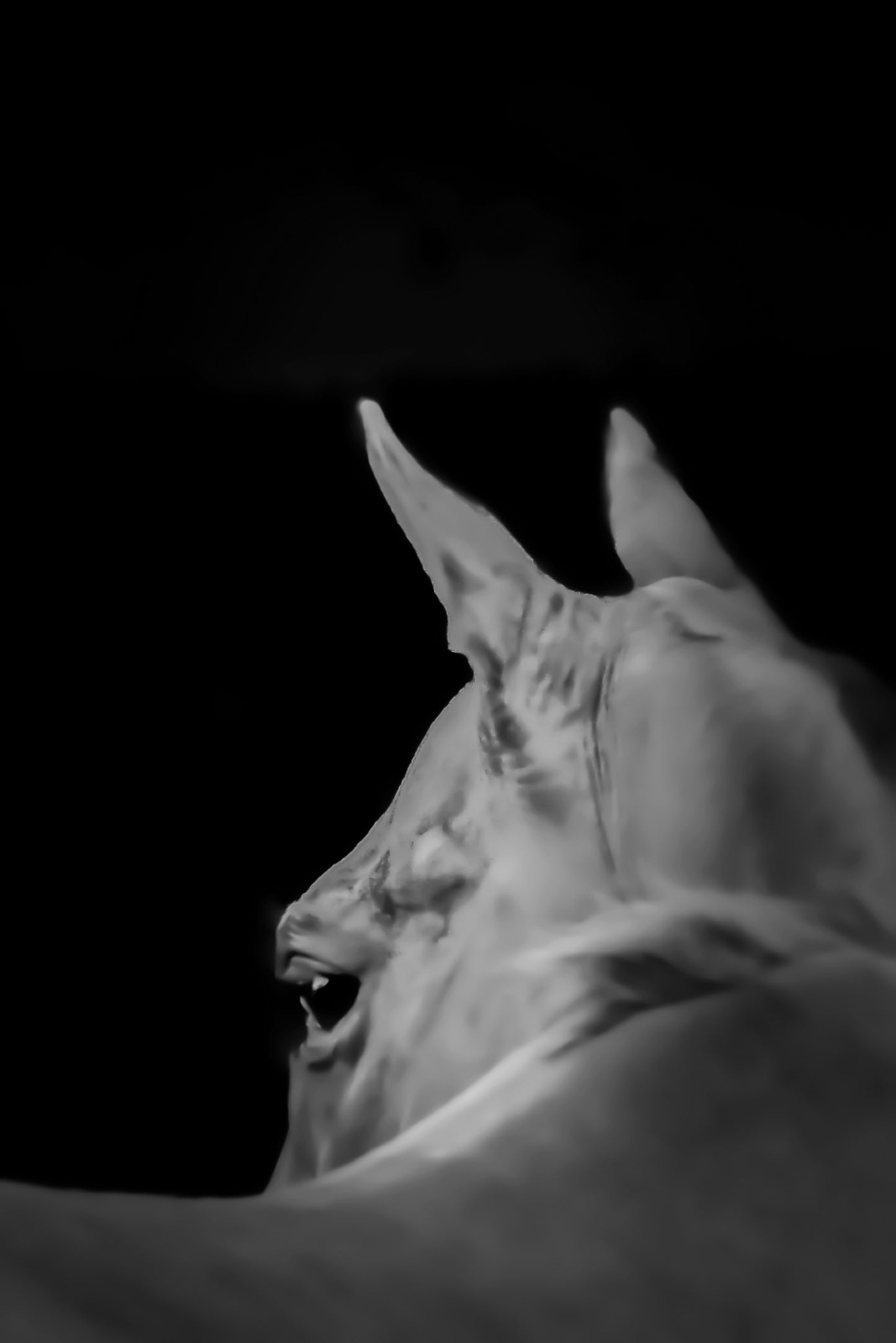 Almost Curious in B&W