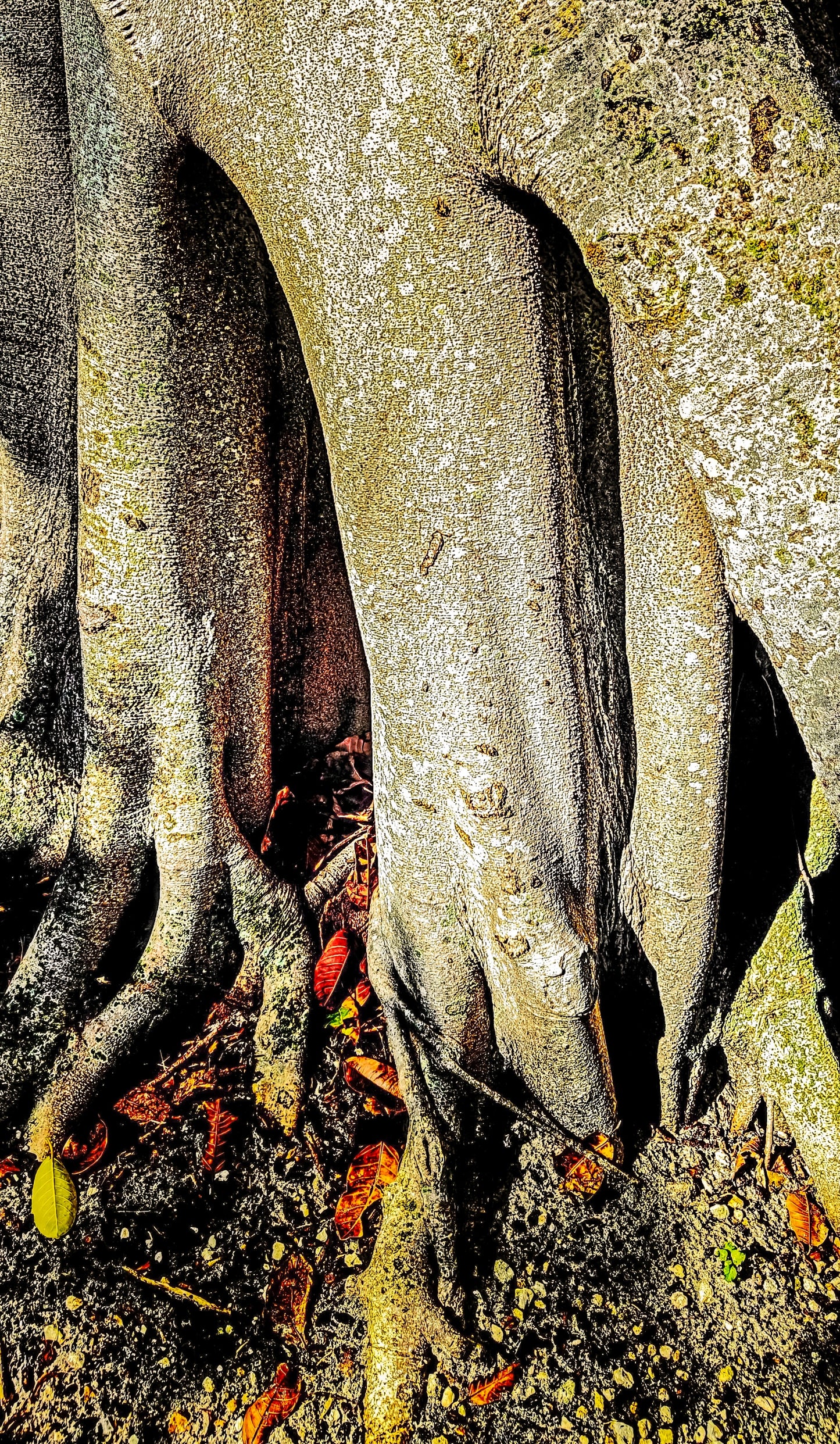 Banyan Canyan
