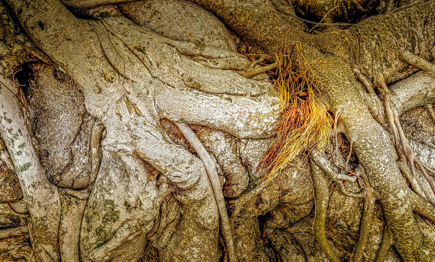 Banyan Rhapsody