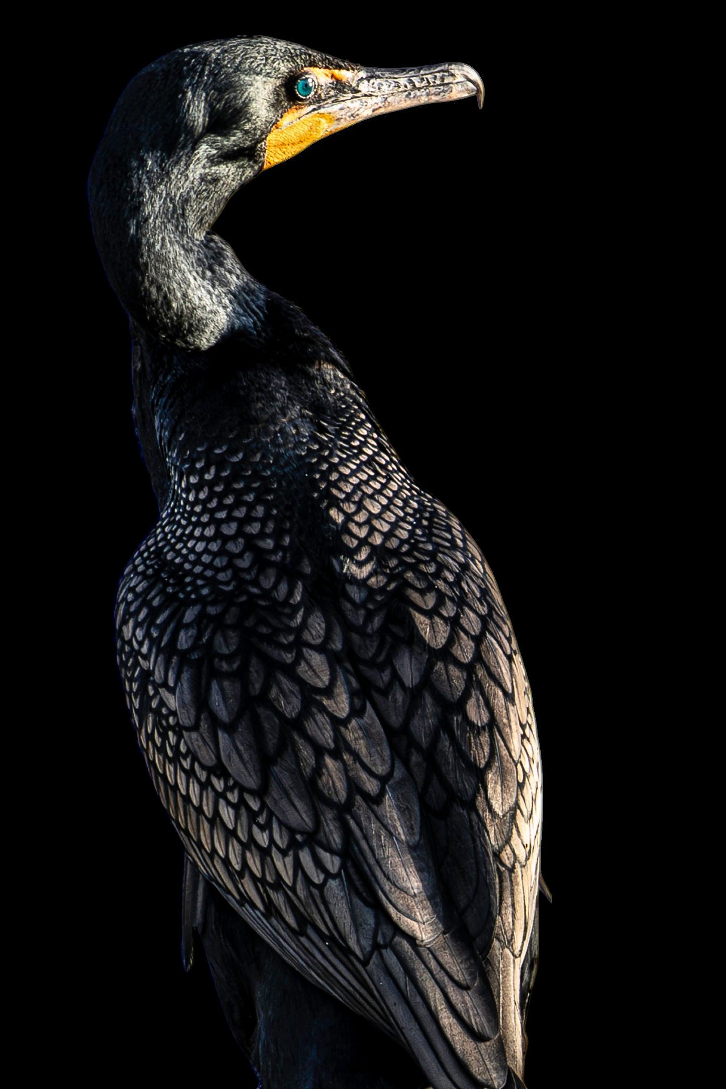 Cormorant on Black