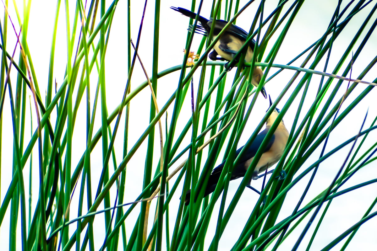 Courtship in the Cay