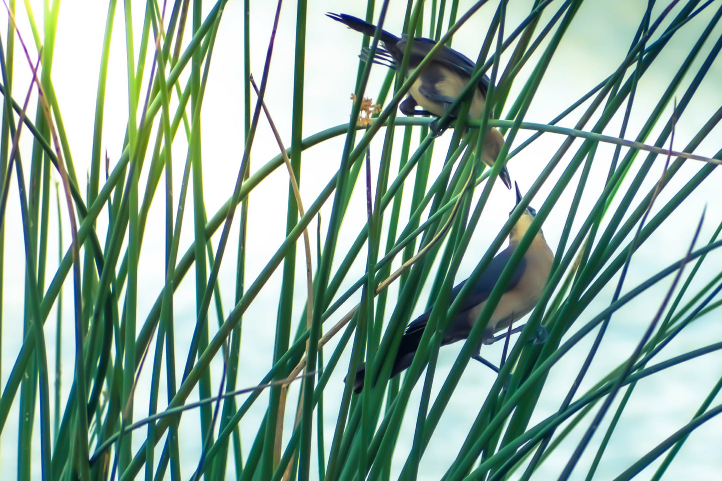 Courtship in the Cay