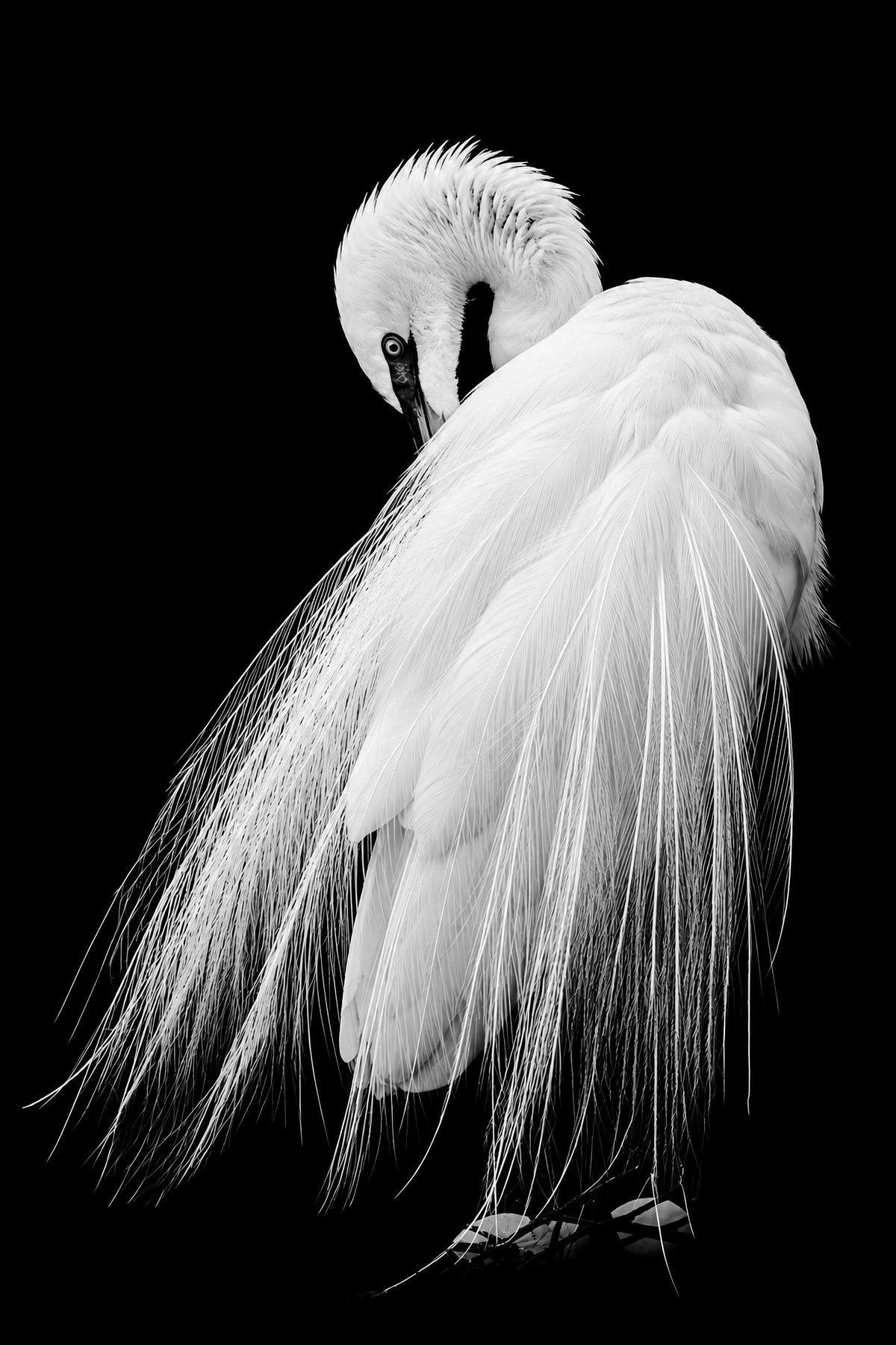 Demure 1 in B&W