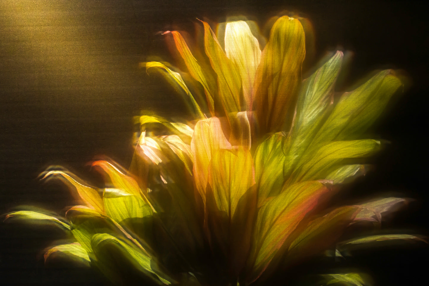 Follow the Light 1