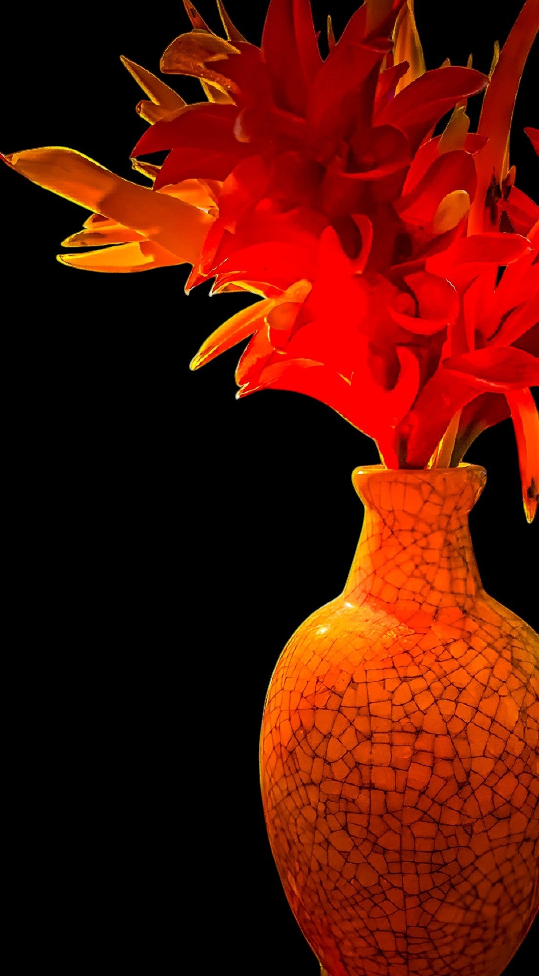 Ginger and Heliconia on Black