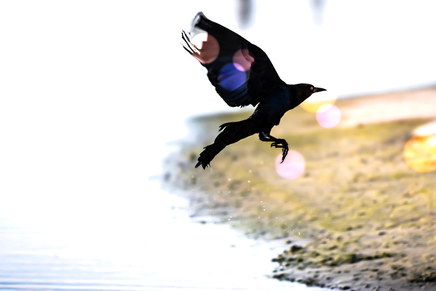 Loxahatchee -- Lifting Off the Loxahatchee