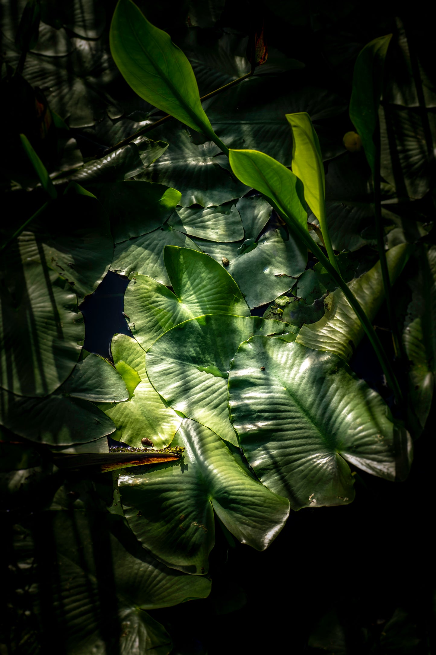 Light in the Darkness