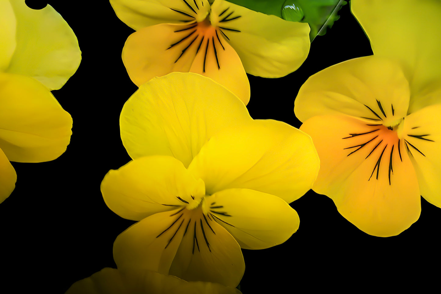 Pansy Nation on Black