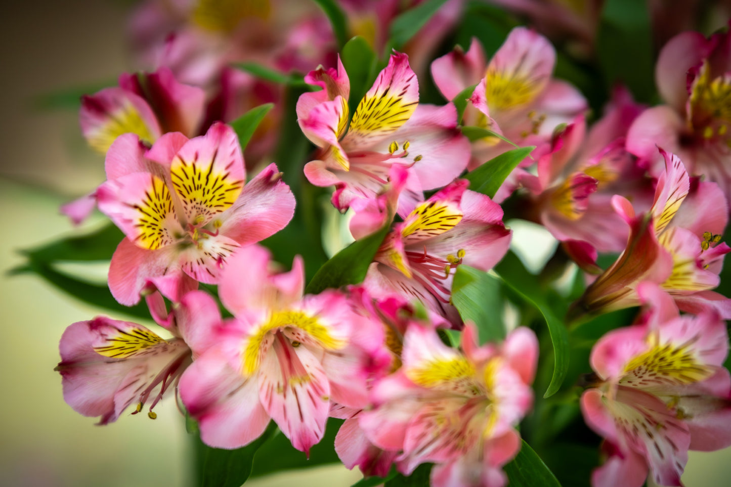 Peruvian Lily Saraband