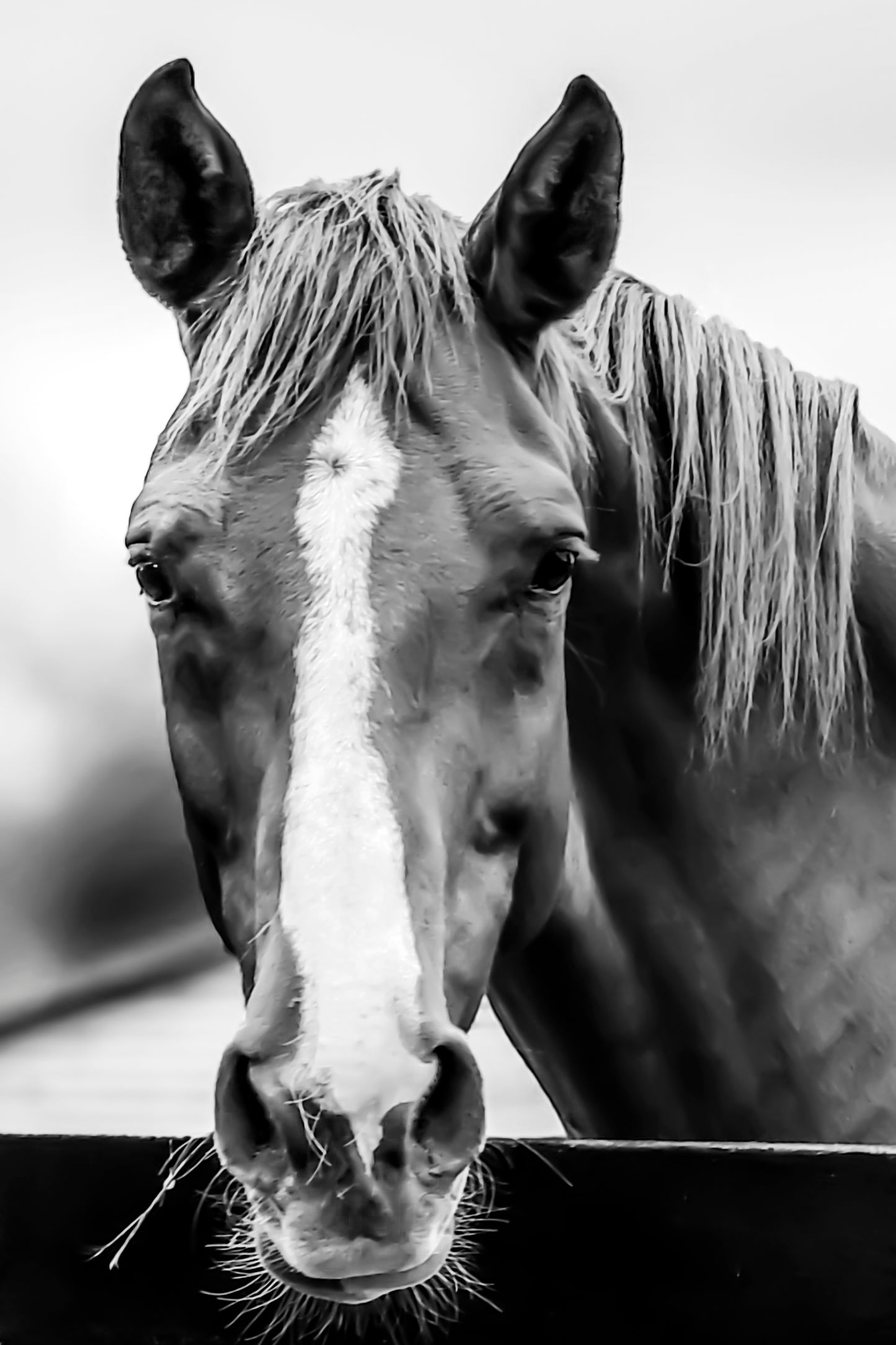 Portrait of Ocala Royalty