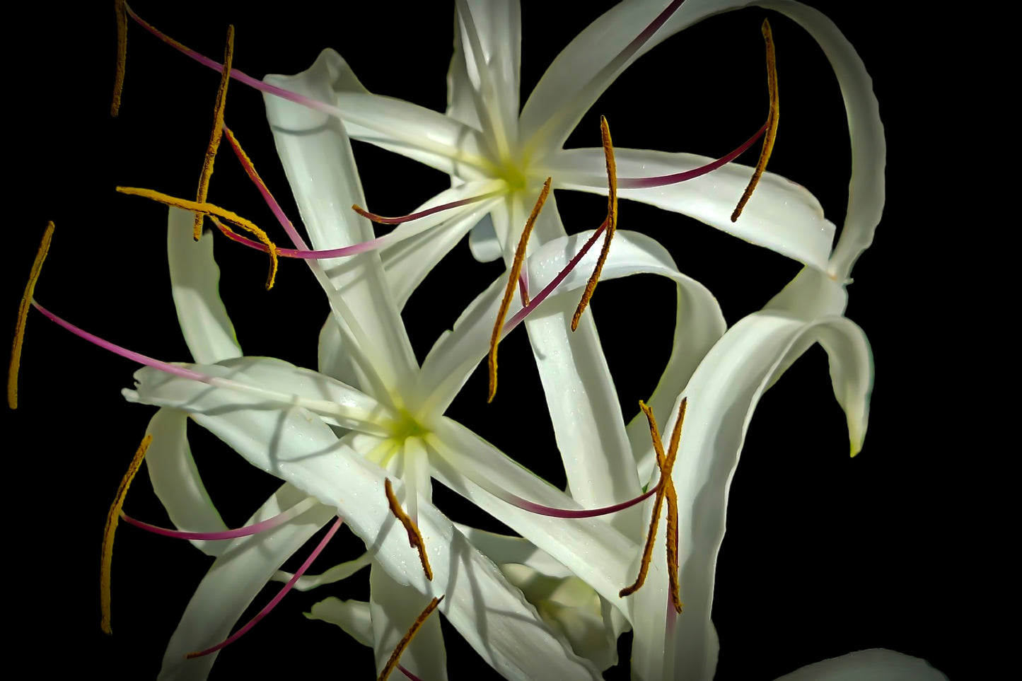 Queen Crinum Lily on Black