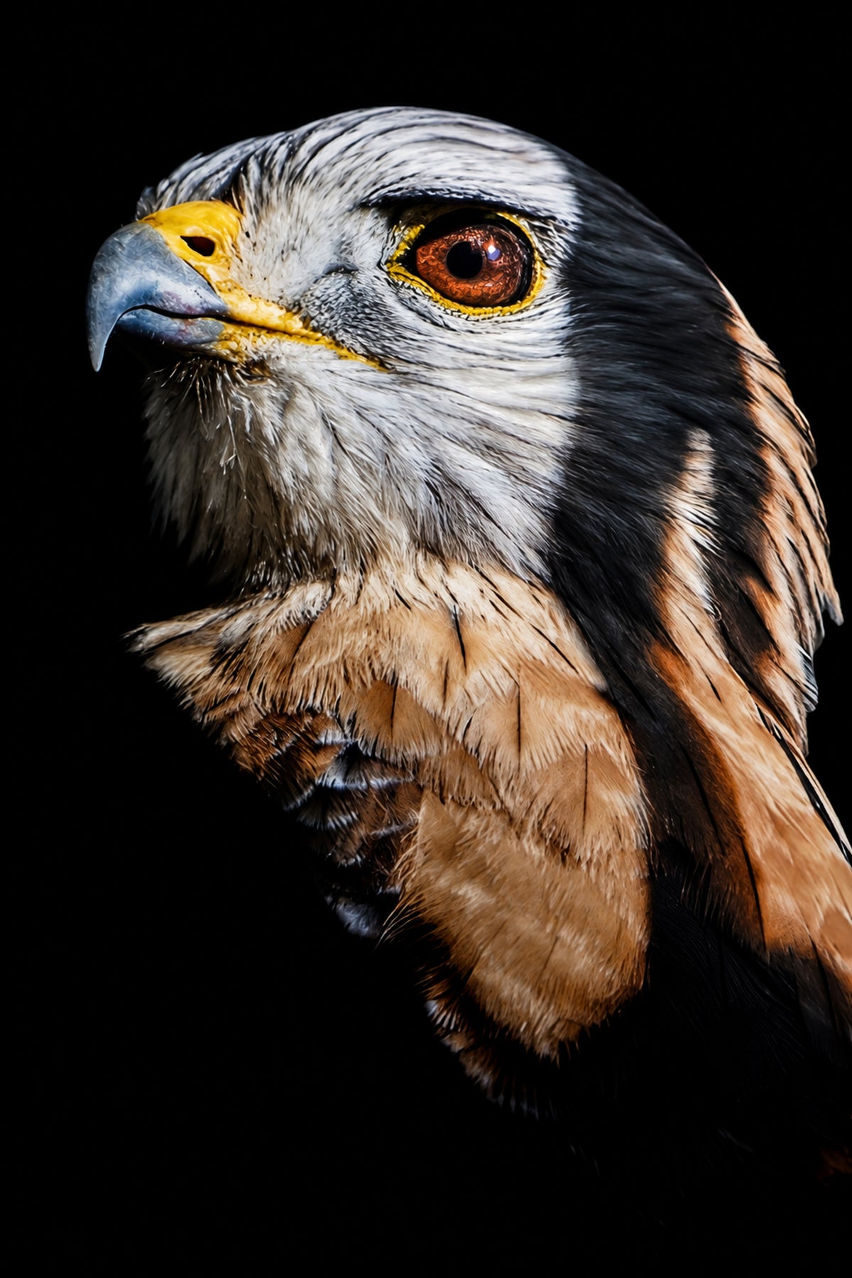 Raptor on Black