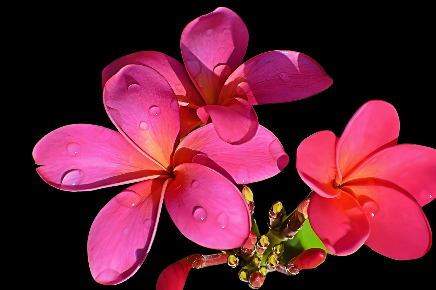 Red Plumeria on Black
