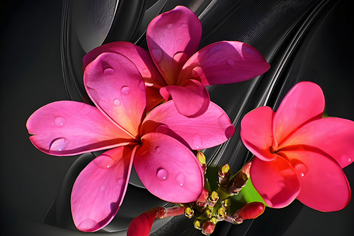 Red Plumeria on Black