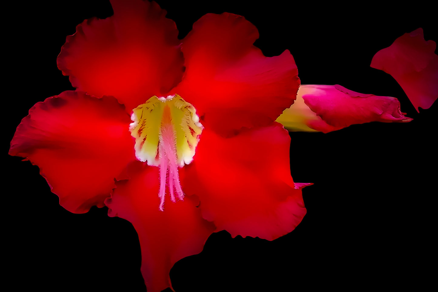 Scarlet Desert Rose on Black