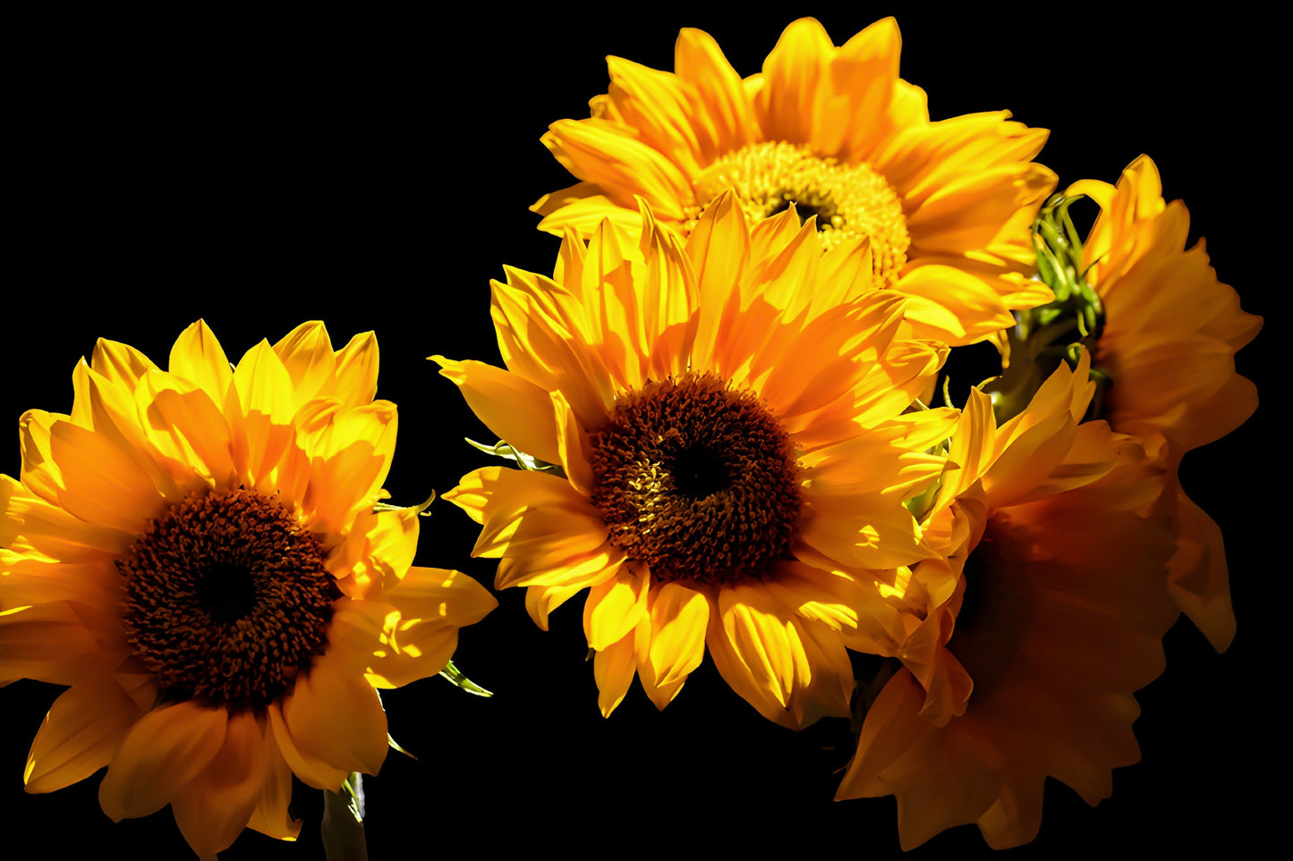Sunflowers on Black