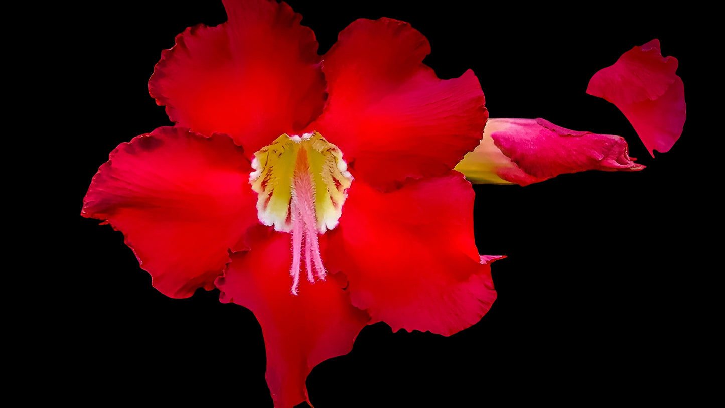 Scarlet Desert Rose on Black