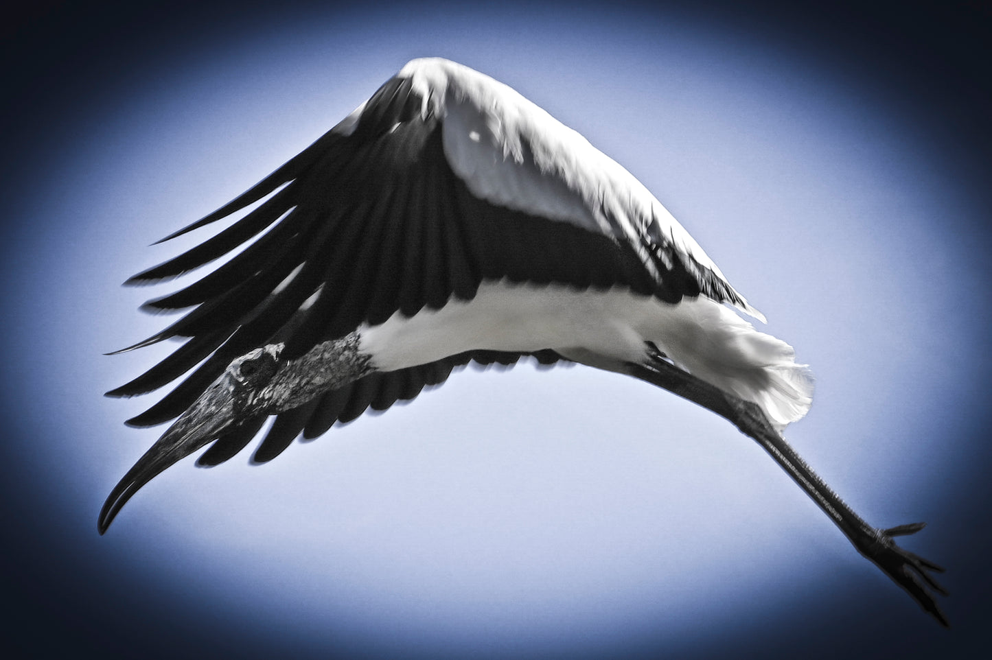 Taking Wing