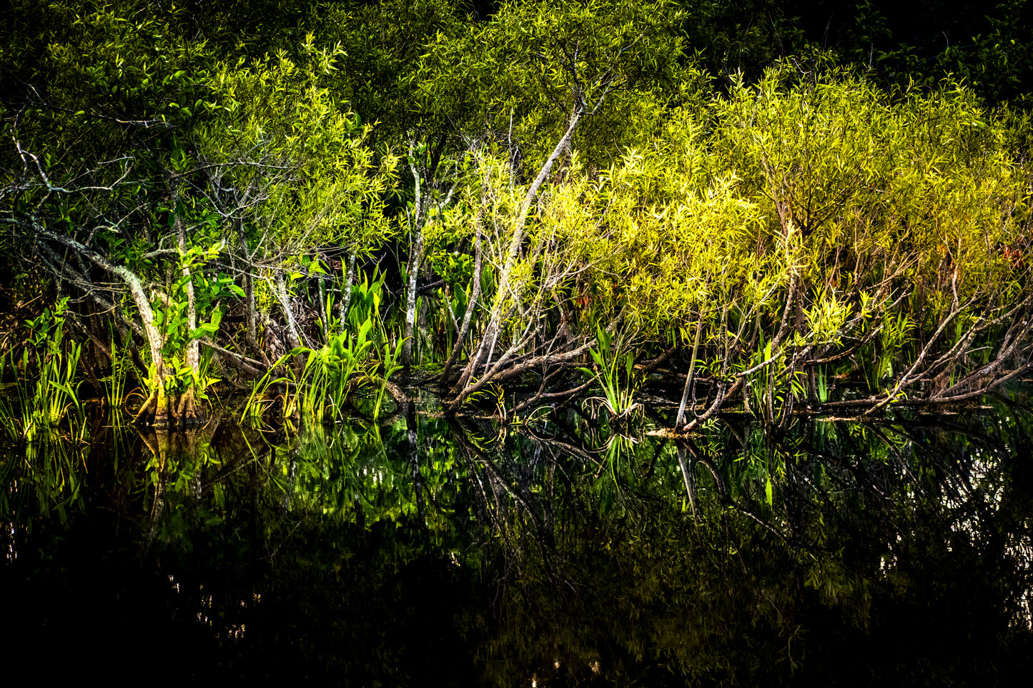 Twilights in the Cay