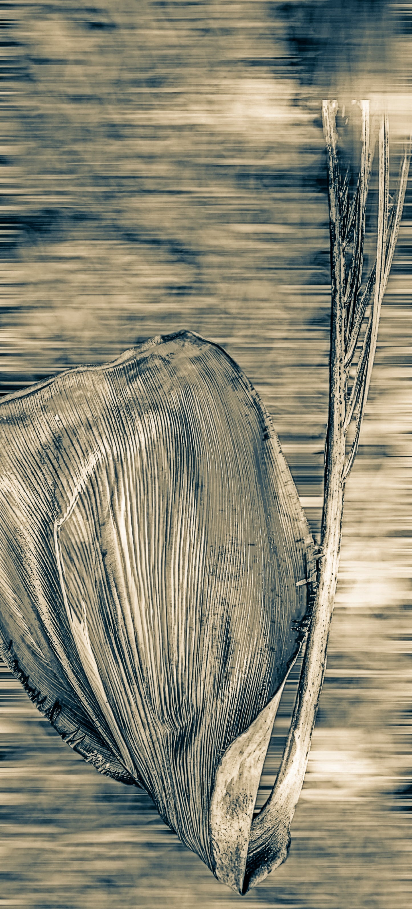 Vertigo Palm Vintage