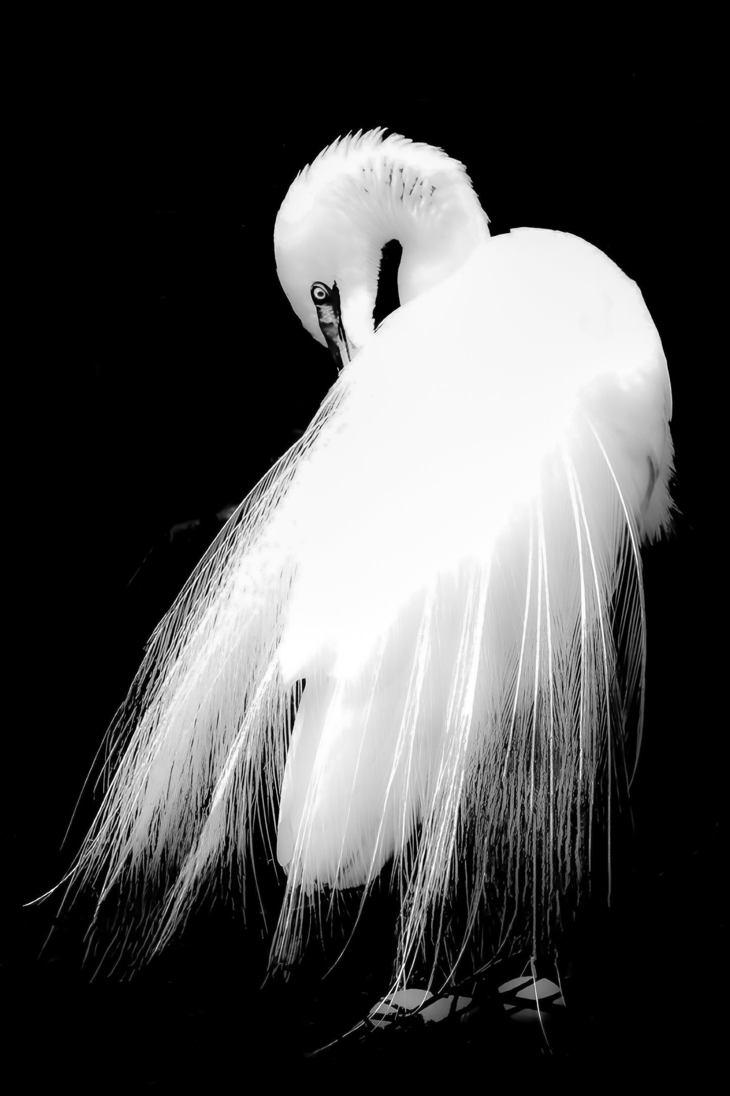 Demure 1 in B&W