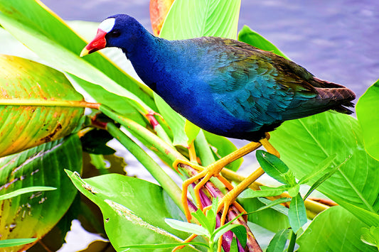 American Purple Gallinule