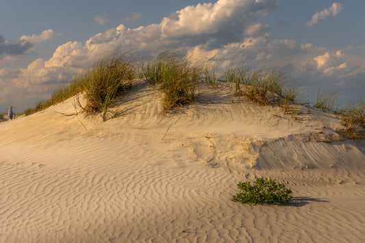 Anastasia Island - Sunset Dune