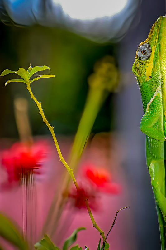 Anole on the Down Low