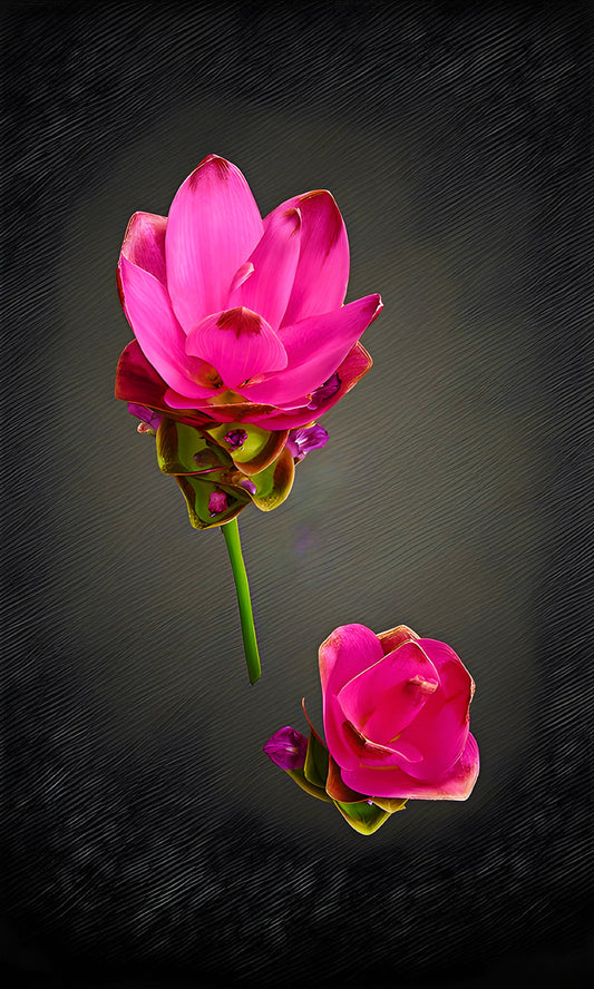 Asian Tulip on Black