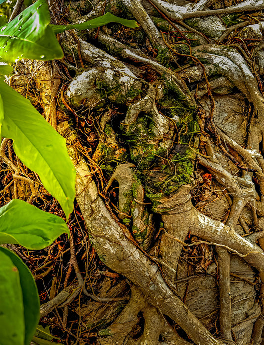 Banyan Boneyard