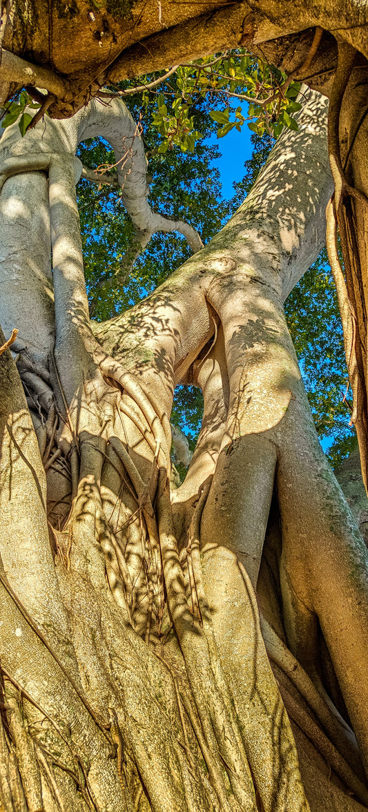 Banyan Twilight