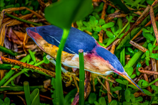 Bittern on the Hunt