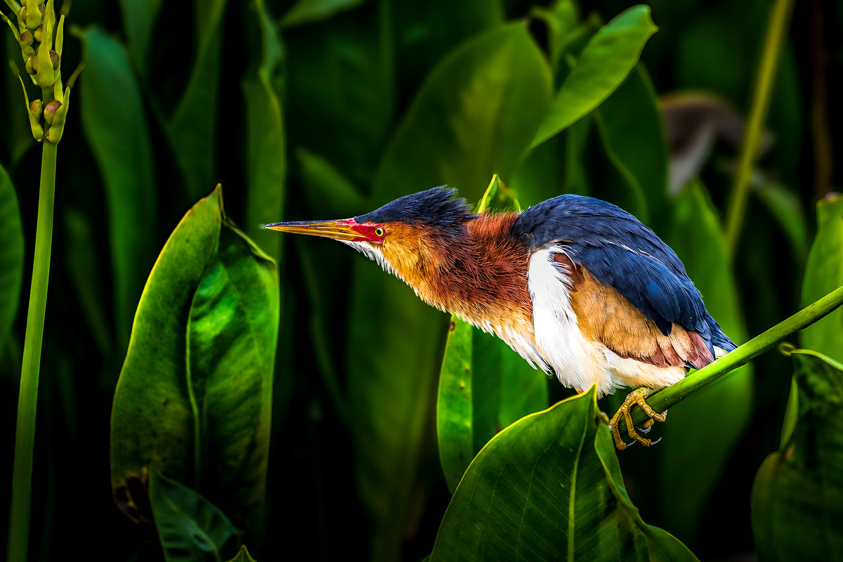 Blue Hour Bittern
