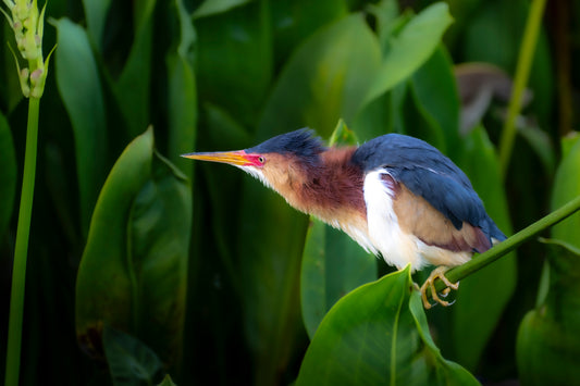 Blue Hour Bittern