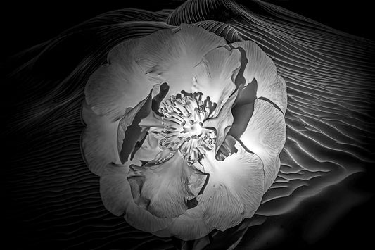 Camelia on Black in B&W