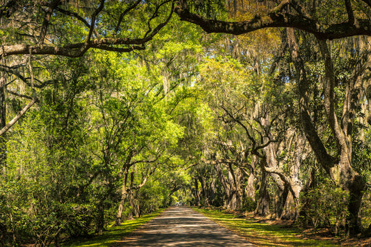 Charleston - Road to Perdition