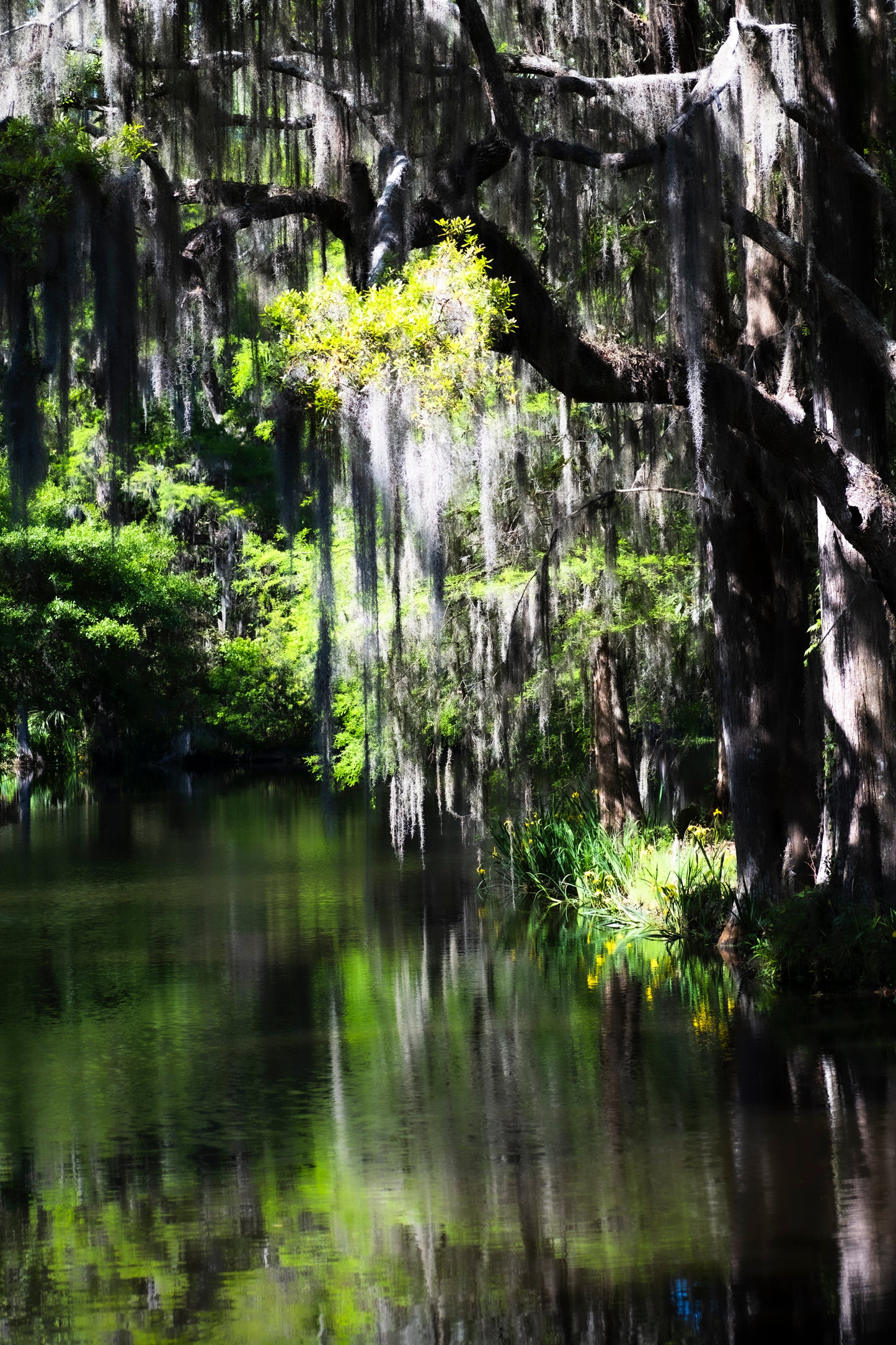 Charleston - Sultry