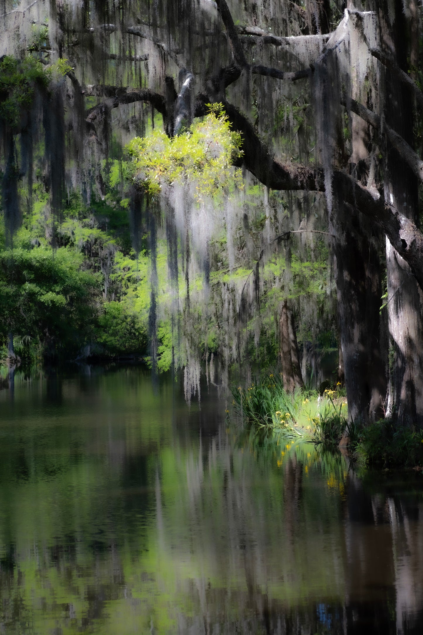 Charleston - Sultry