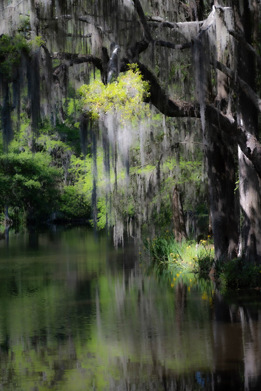 Charleston - Sultry