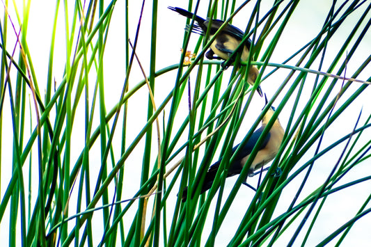 Courtship in the Cay