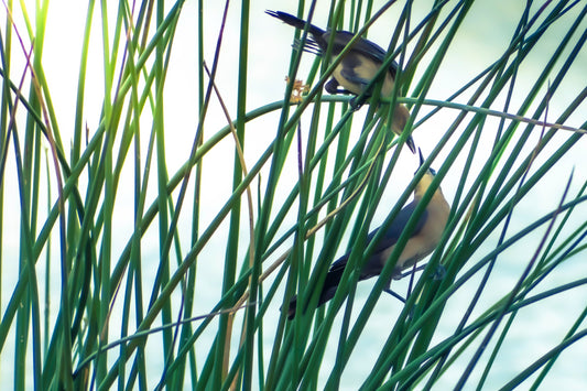 Courtship in the Cay