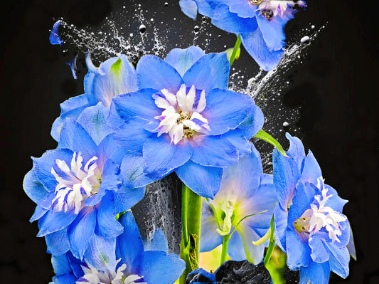 Delphinium Blue on Black