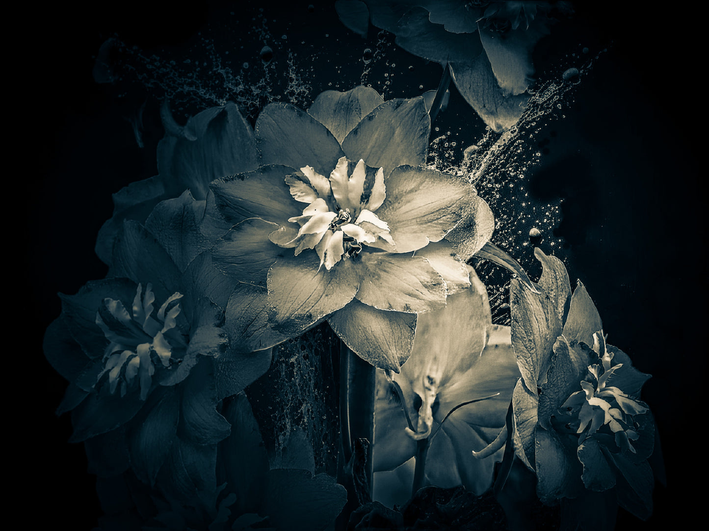 Delphinium Blue on Black Vintage