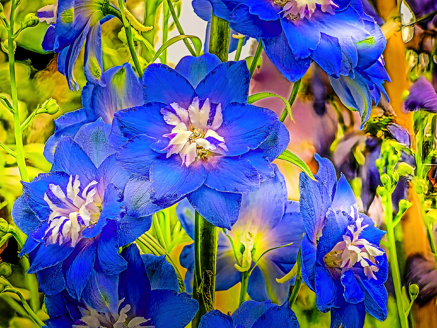 Delphinium Blue