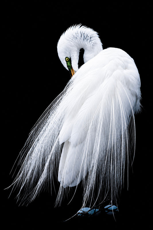 Demure 1