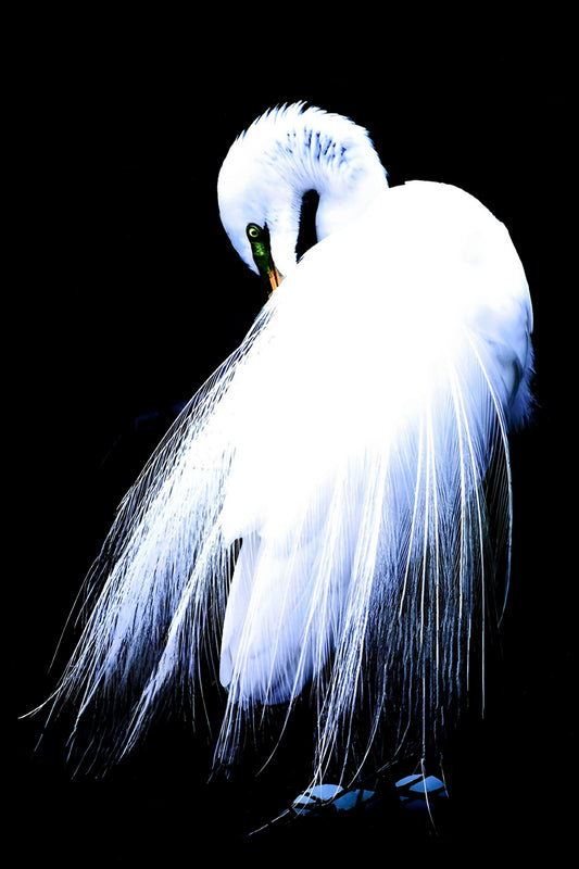 Demure on Black