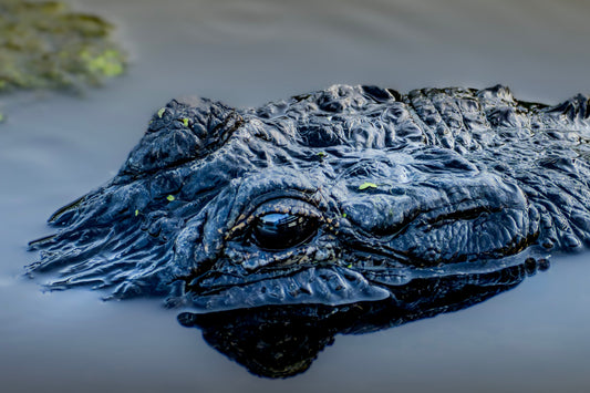 Denizen at Dusk
