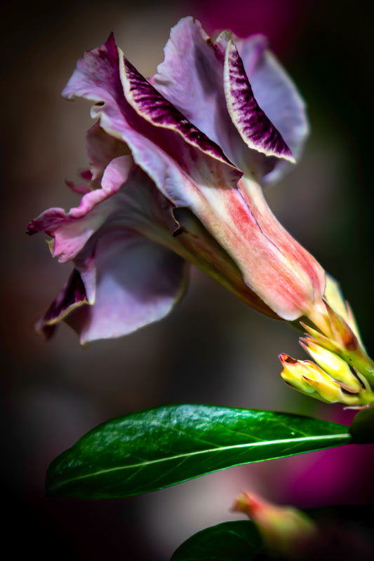 Desert Rose in Profile