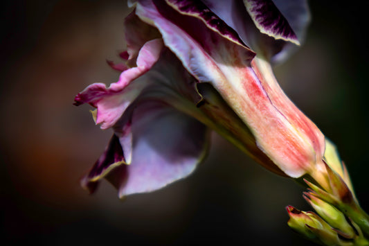 Desert Rose in Profile