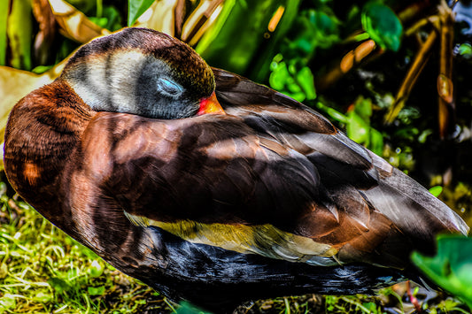 Dozing Duck